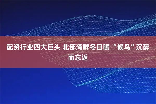 配资行业四大巨头 北部湾畔冬日暖 “候鸟”沉醉而忘返